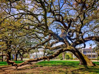 A live oak tree stretches across a sidewalk in Mobile, Alabama.