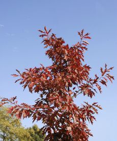 Tall Red Oak Tree
