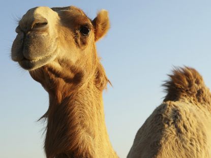 camel landscape.jpg