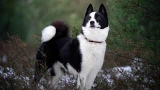 Karelian Bear Dog