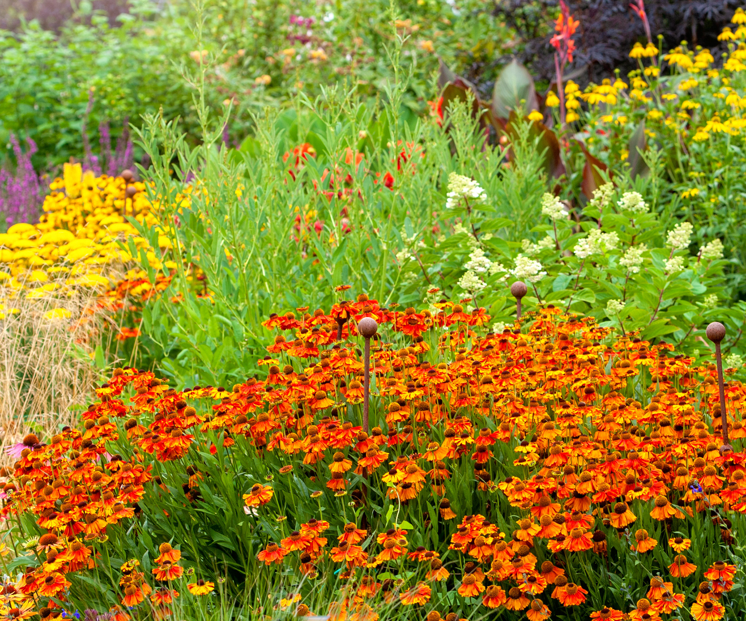 orange helenium flowers in border planting with other mixed flowers and plants