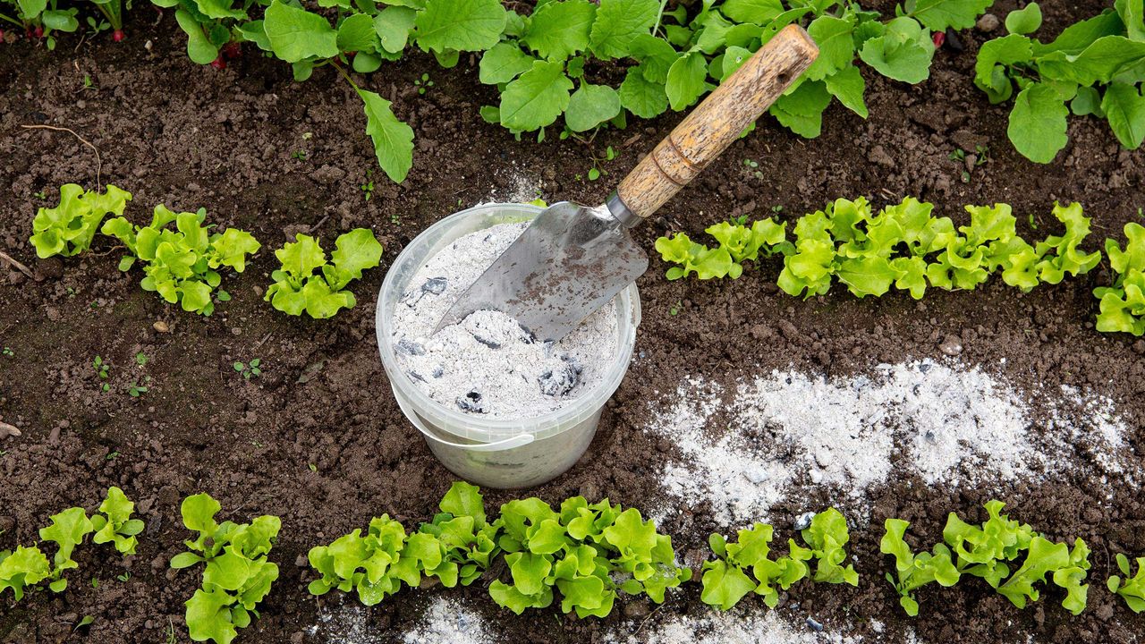 bucket of wood ash in vegetable garden