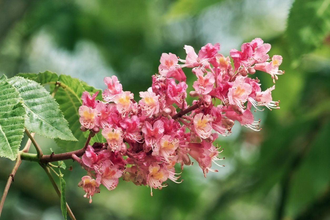 red horsechestnut