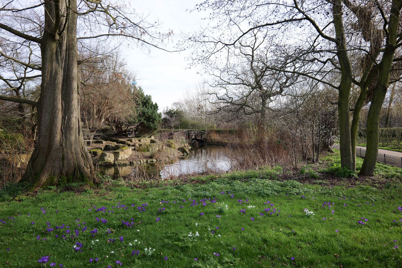 Park with a lake with a bridge across it