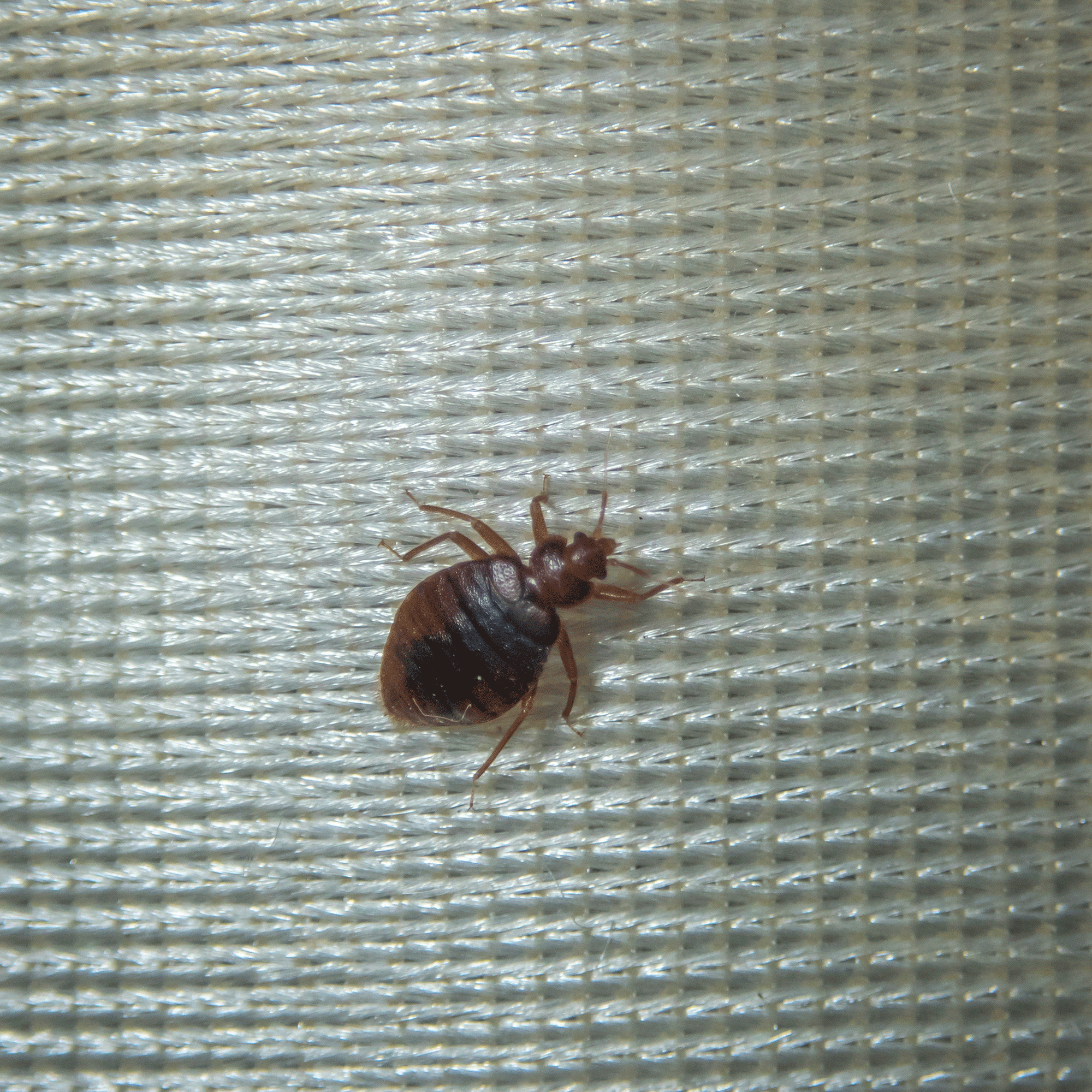 Bedbug on mattress