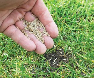 Close up of hands sprinkling grass seed into a small patch in the lawn