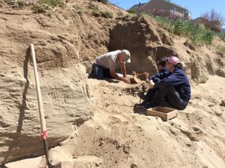 Paleontologists excavate the horse's bones.