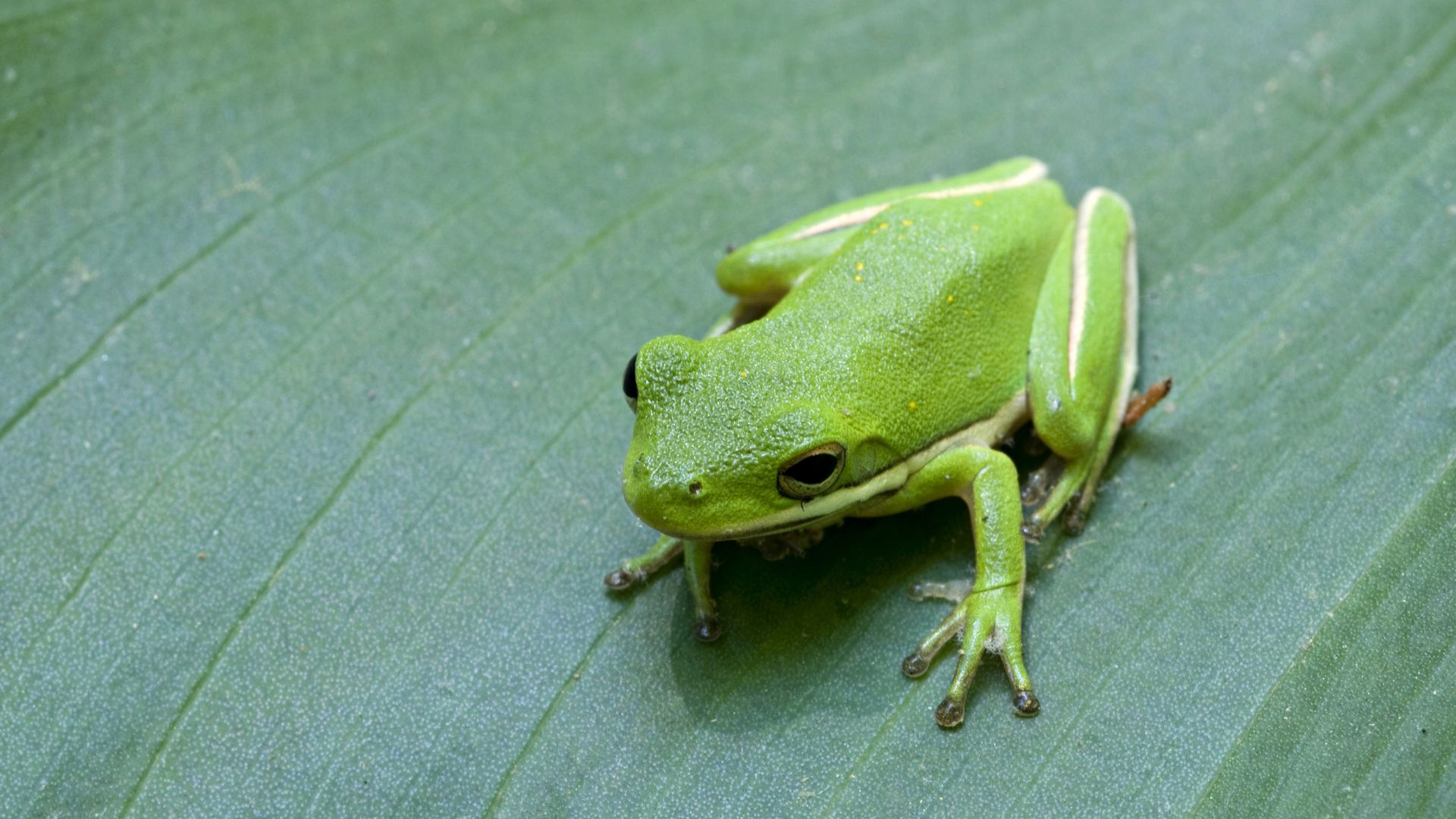 American green tree frog waiting to leap from a green leaf