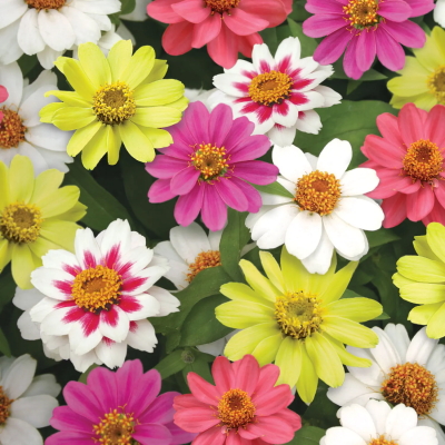 Raspberry Lemonade Mix Zinnia Seeds