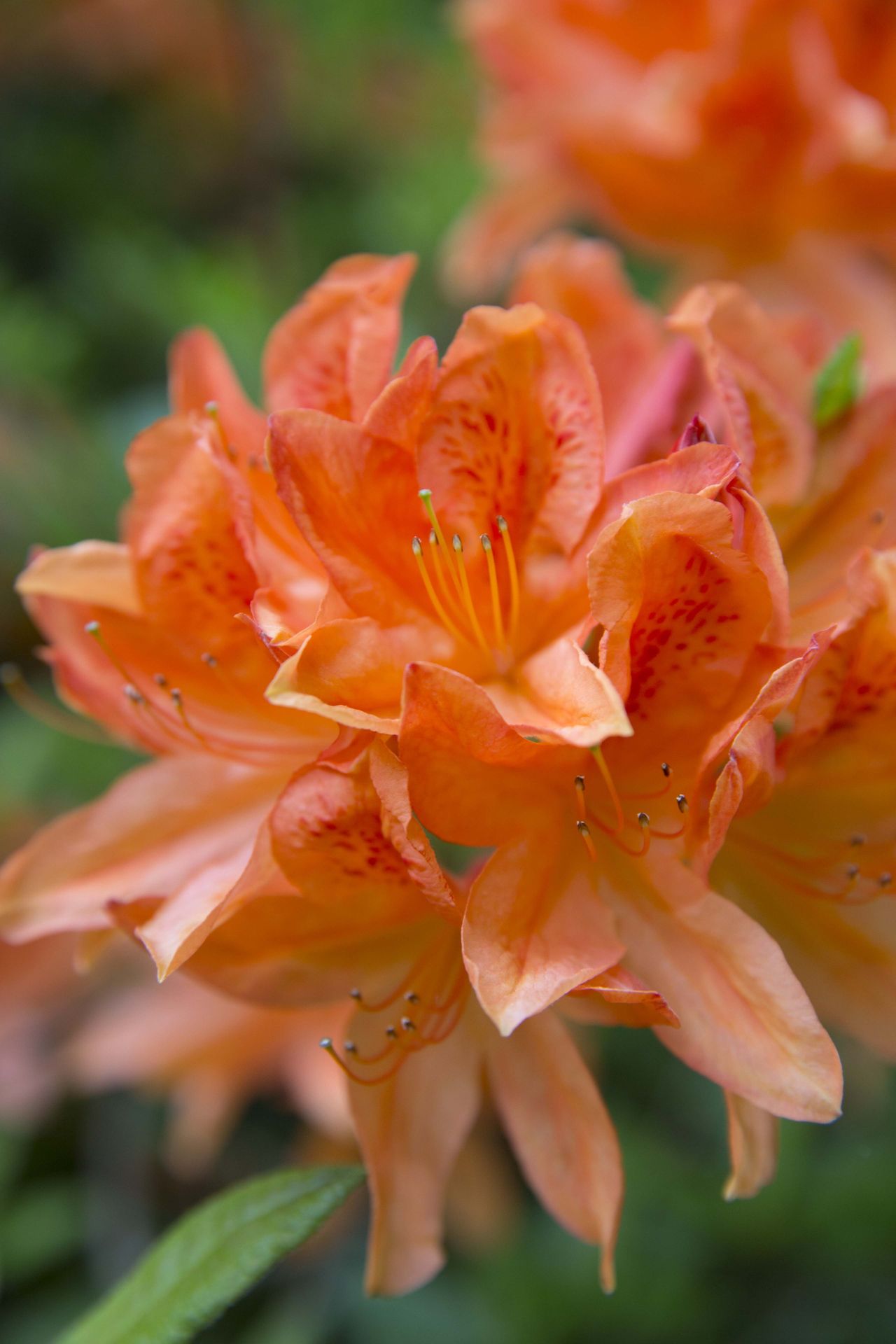 colourful flower