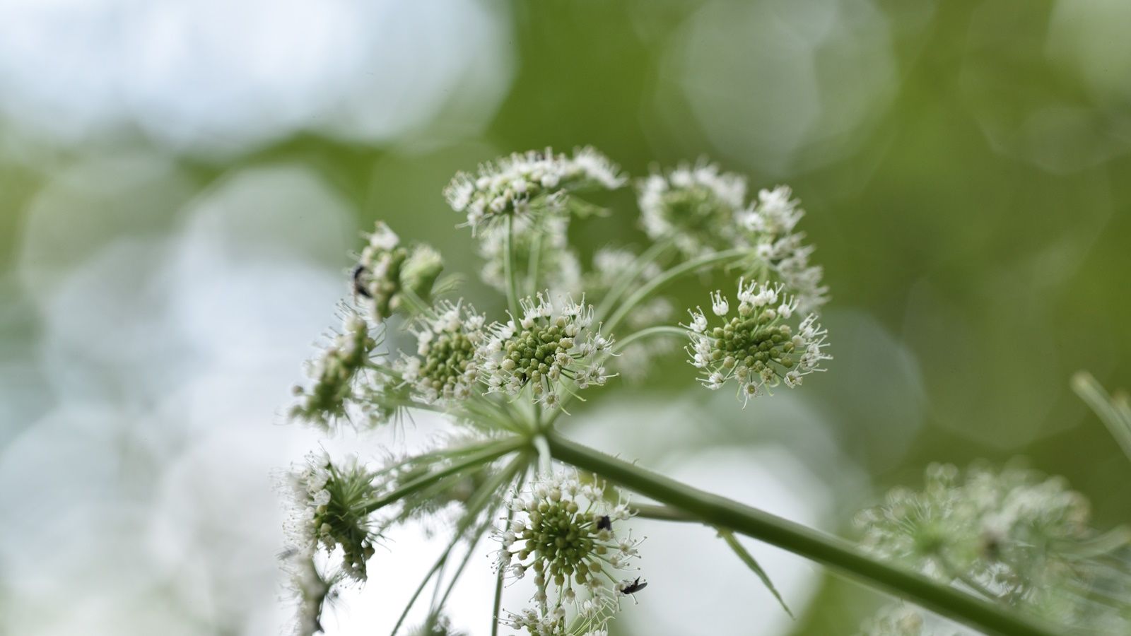 Angelica sylvestris flower head