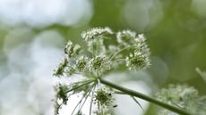 Angelica sylvestris flower head