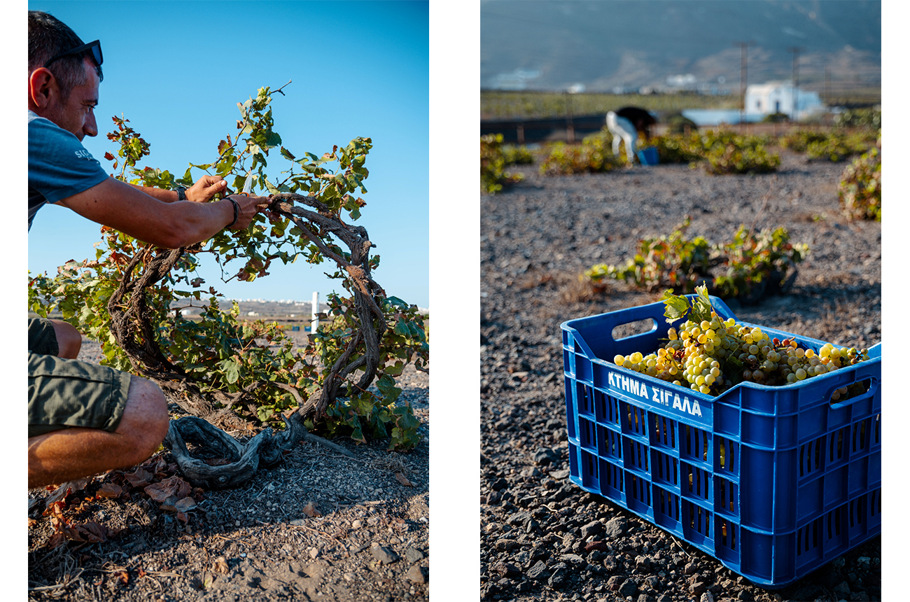 Grower picking grapes from the basket-trained vines in Santorini. Credit: Domaine Sigalas