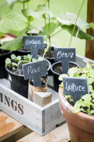 Kitchen garden ideas - pots