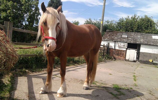 barbed wire injury horse