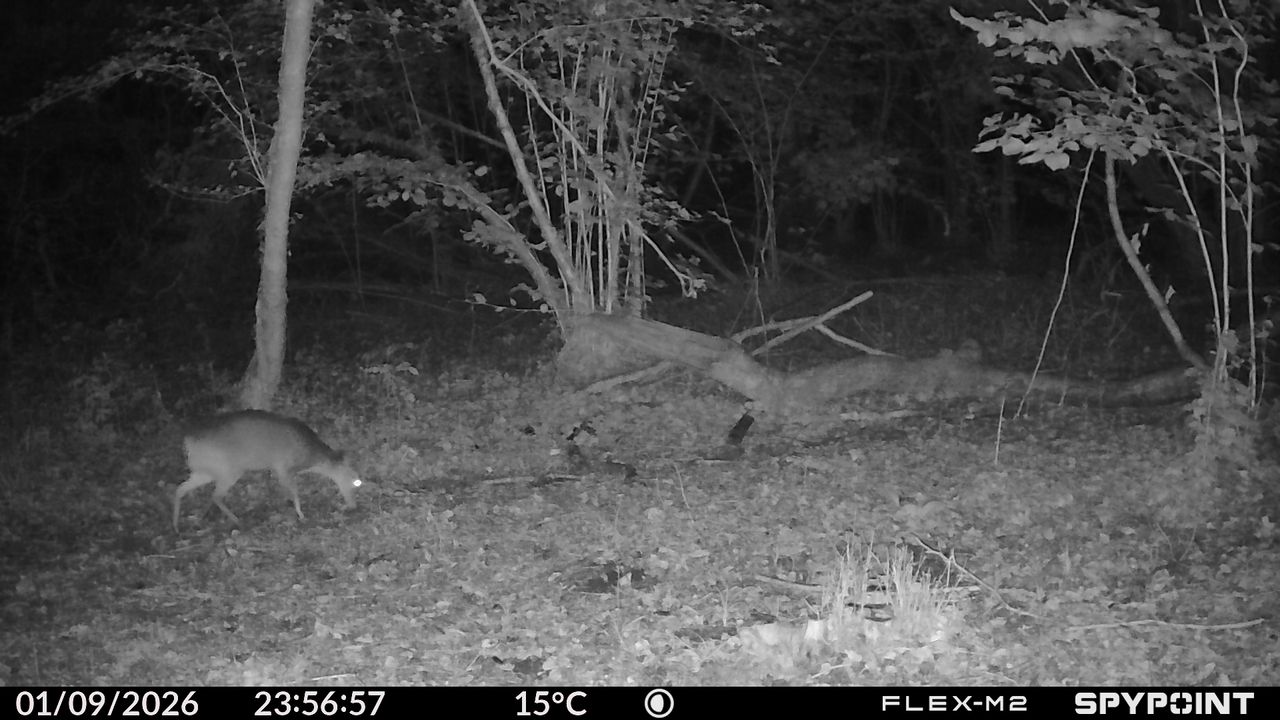 Sample images from the Spypoint FLEX-M2 trail camera