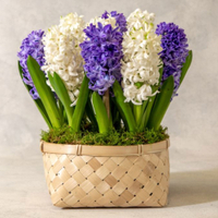 Waitrose Florist Flowering Hyacinth Basket | £14.99 at You Garden
