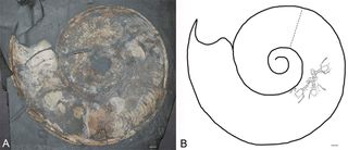 A photo and line drawing of the ammonoid (an extinct mollusk) holding the fossilized trio of tiny lobsters.