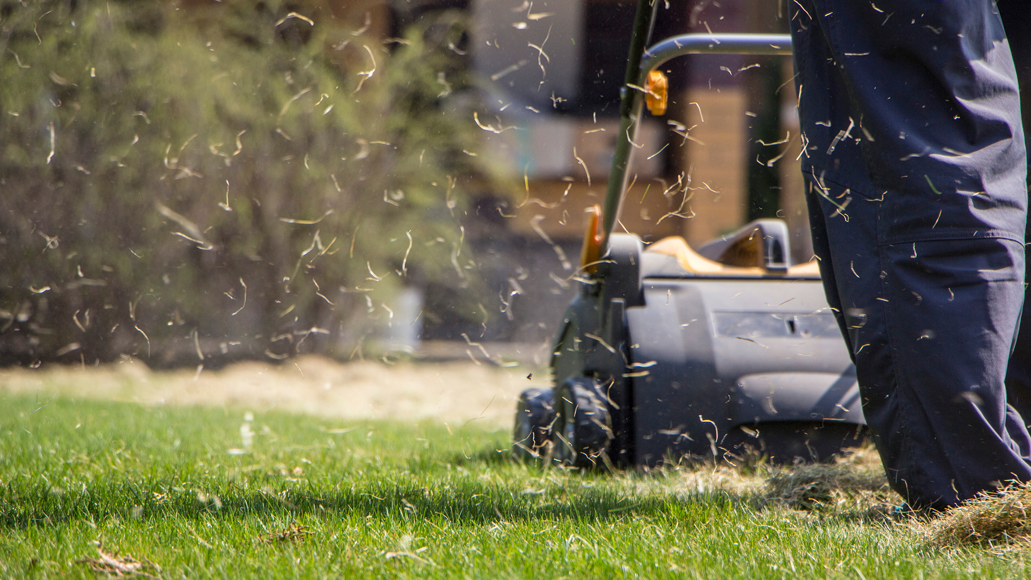 The lawn being aerated by a manual aerator