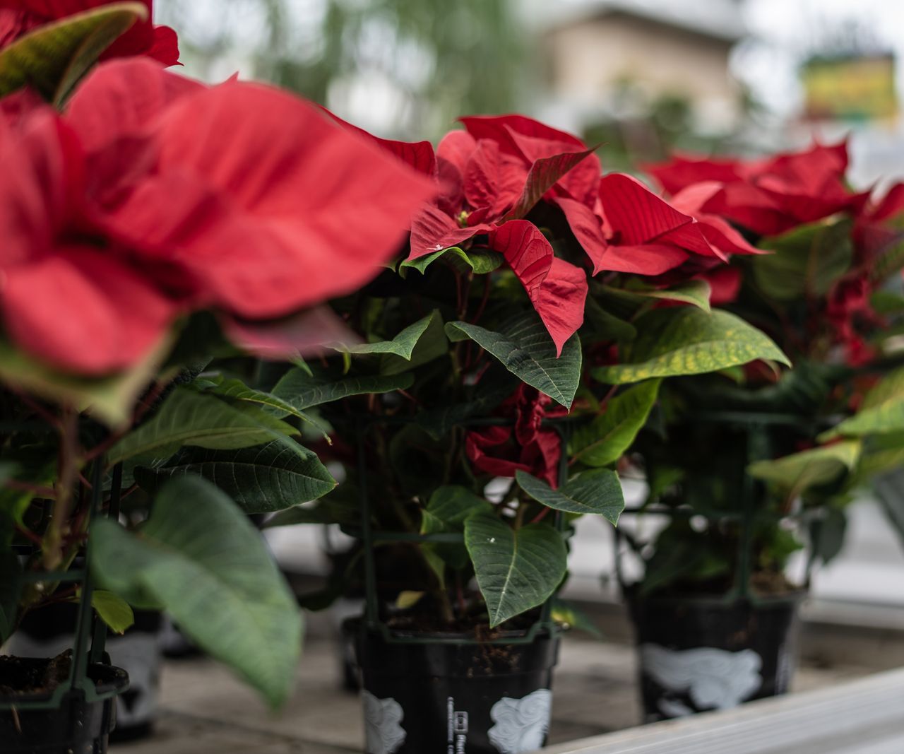 Can you grow poinsettias outdoors? Experts reveal all | Homes and Gardens