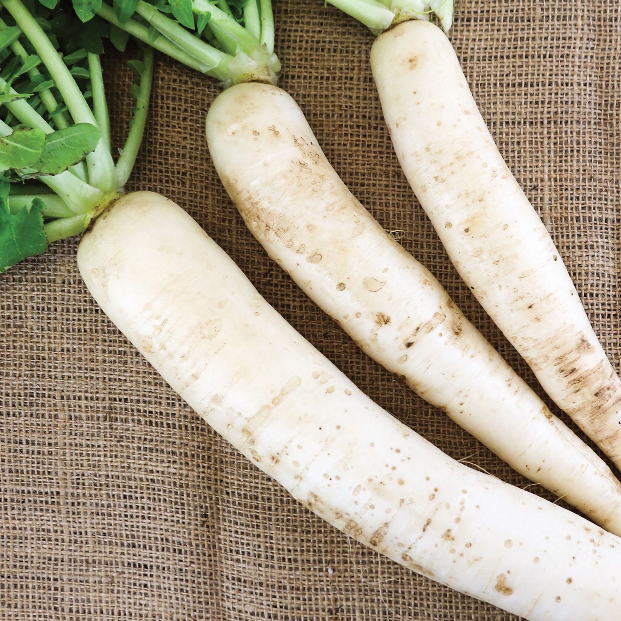 Daikon Long Radish Seeds