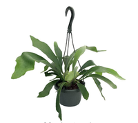 Staghorn Fern 6.5" Hanging Plant - Exotic House Plant, $25 at Amazon