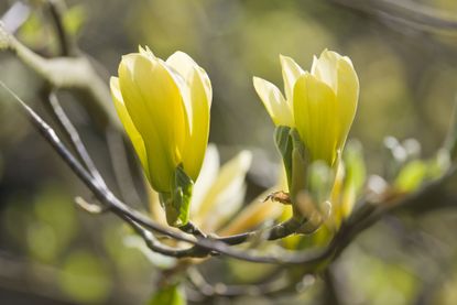 Magnolia Butterfly