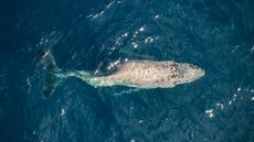 A whale in the center of the image with a tail that appears crooked