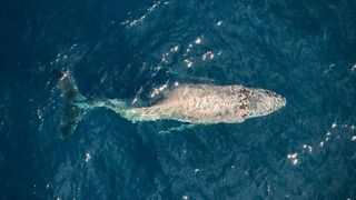 A whale in the center of the image with a tail that appears crooked