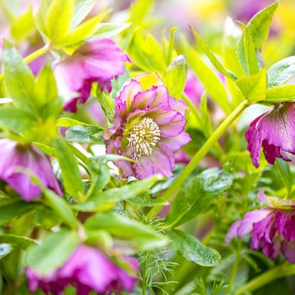 Magenta hellebore flowers
