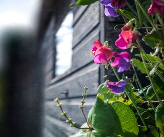 sweet peas growing on shed