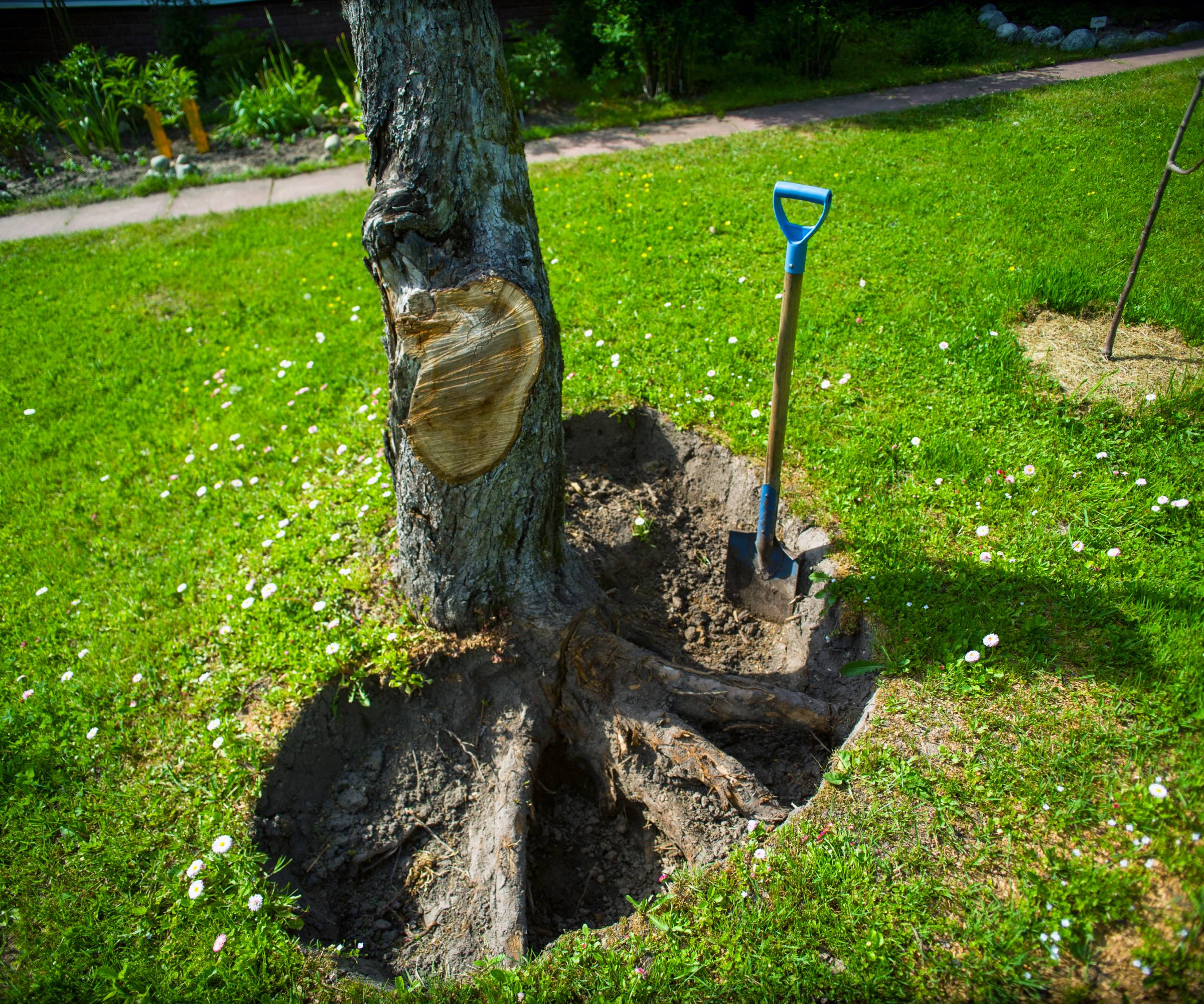 A shovel and a tree with partially dug out roots