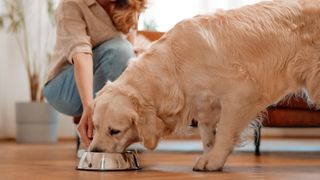 Woman placing bowl of dog food in front of golden retriever