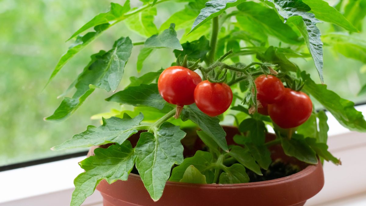 Como cultivar tomates em vasos – 7 passos fáceis