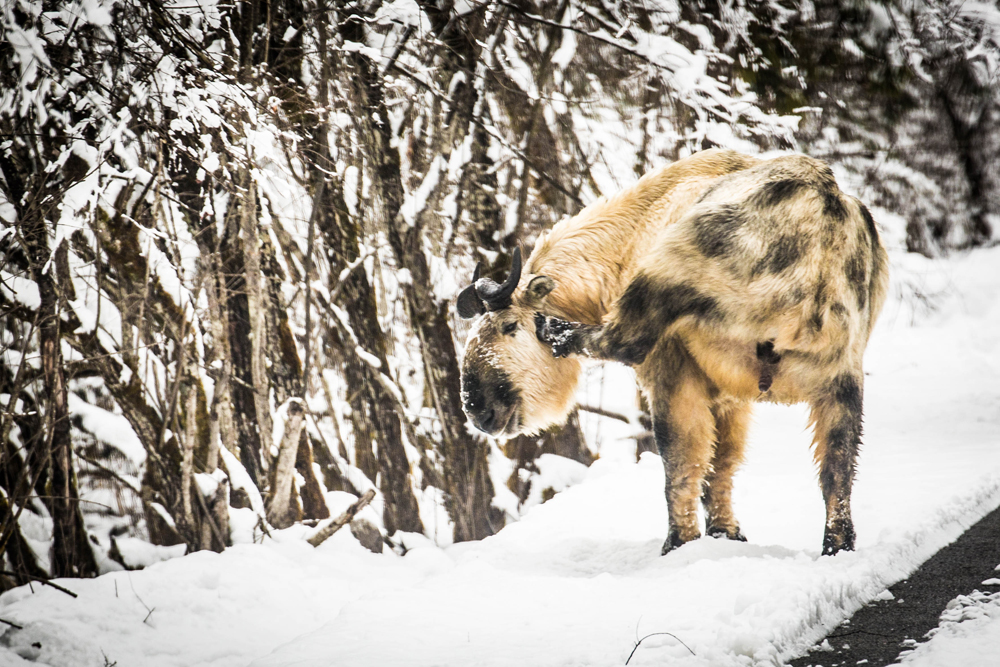 Photos: The Amazing Animals of China | Live Science