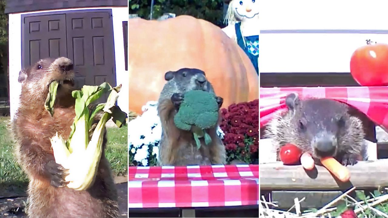 Tryptic of Chunk the vegetable-stealing groundhog