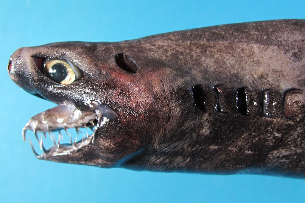 'Alien' Shark with GoblinLike Jaws Hauled Up from the Deep Sea Live
