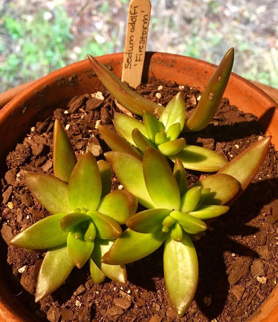 Potted Firestorm Sedum Plant