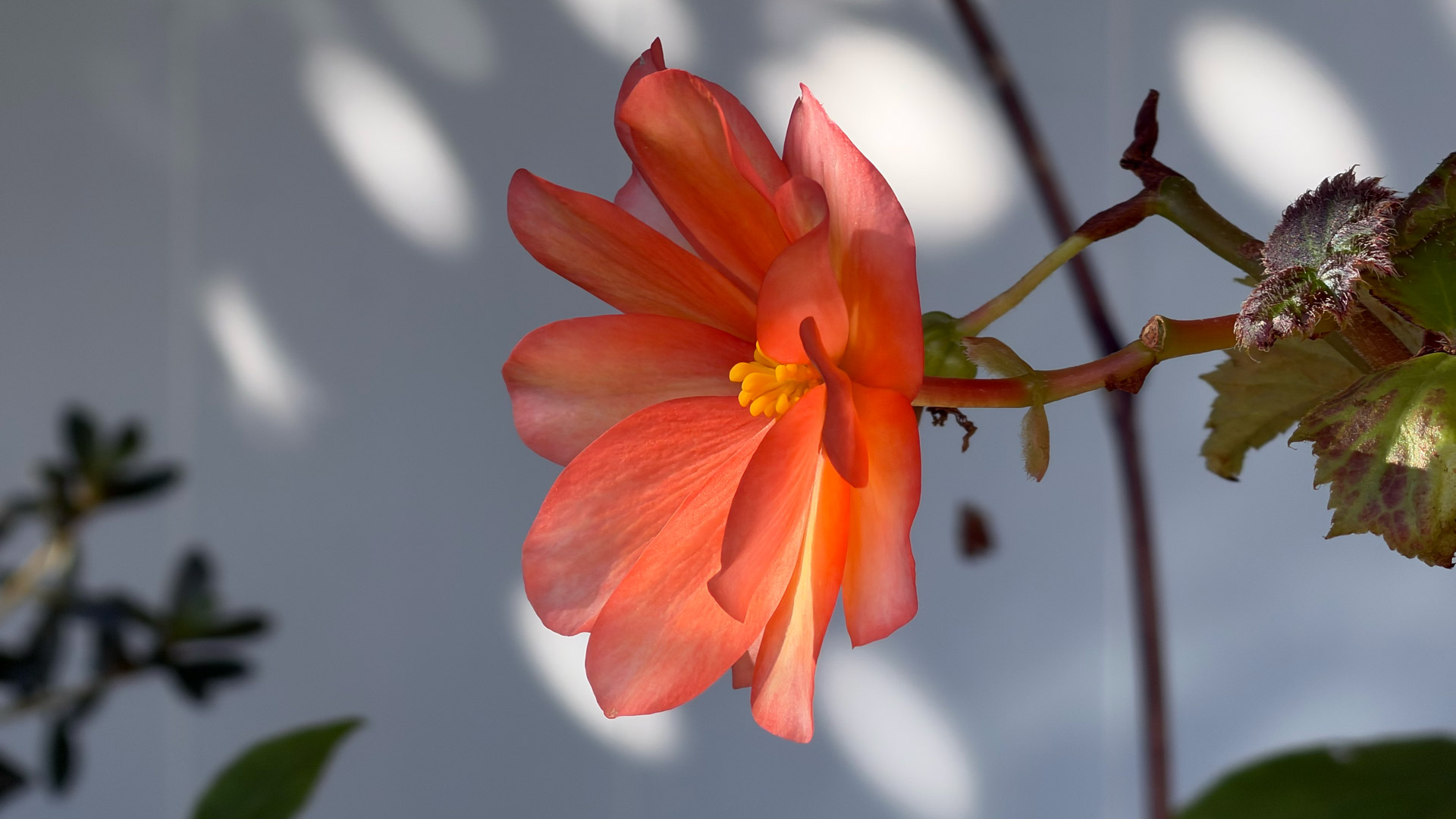 Apple iPhone 17 Pro Max REVIEW photo samples