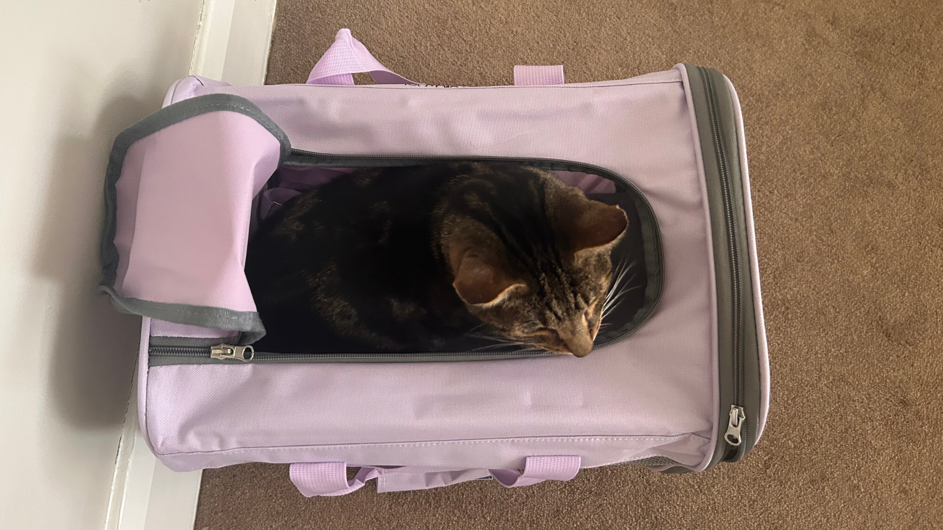 Birds eye view of Chilli inside the Bella&Pal Pet Carrier, one of the best cat carriers