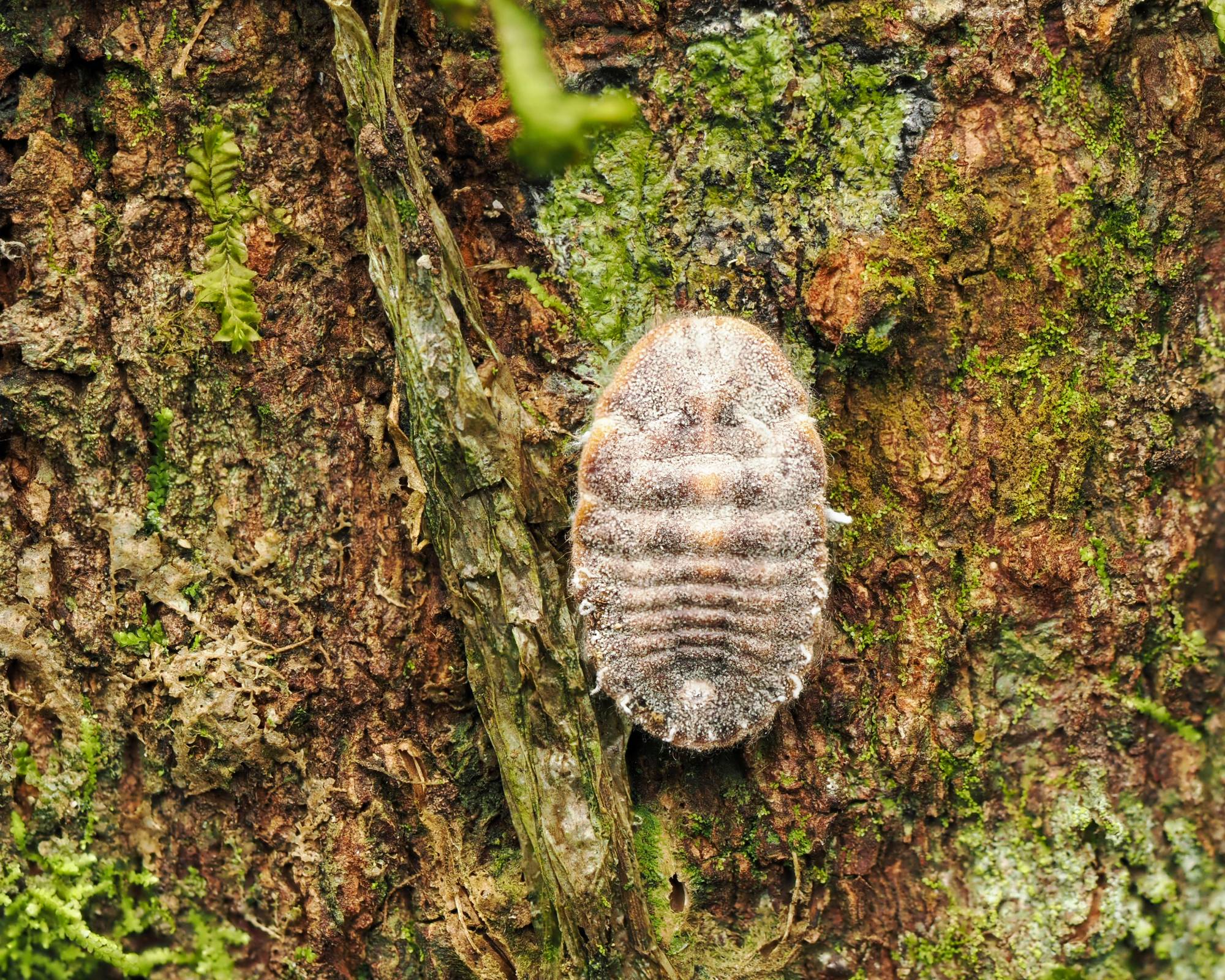 Giant scale insect on tree bark