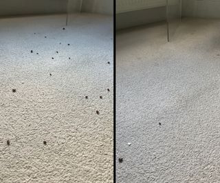 Testing cereal on a carpet with the iRobot Roomba j9+ Combo