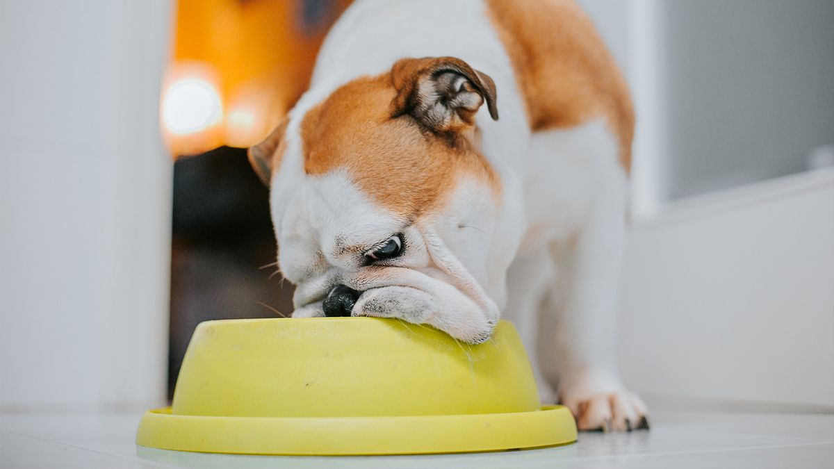 Bulldog eating from yellow dog bowl