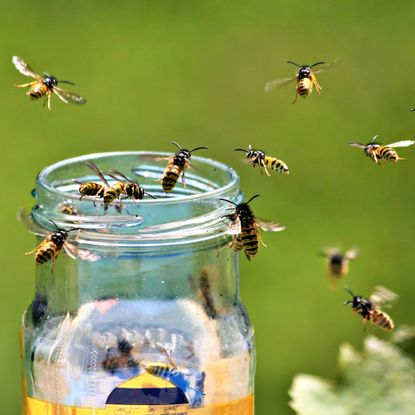 DIY yellowjacket trap