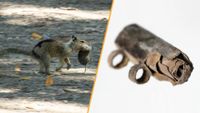 Split image shows a carnivorous squirrel with a vole in its mouth and an ancient silver amulet.