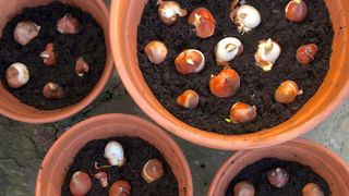 picture of plant bulbs in pots