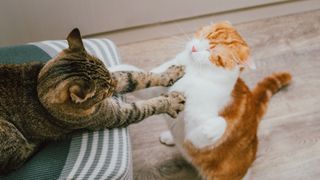 Grey cat and ginger cat play fighting