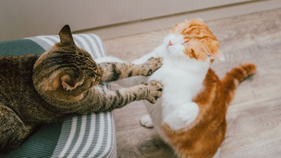 Cats not getting along? Behaviorist using clicker training
