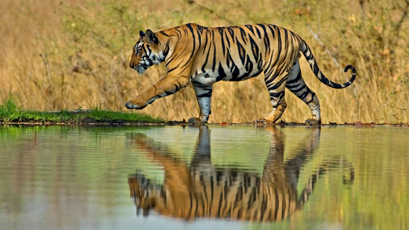 A male Bengal tiger in Bandhavgarh, India