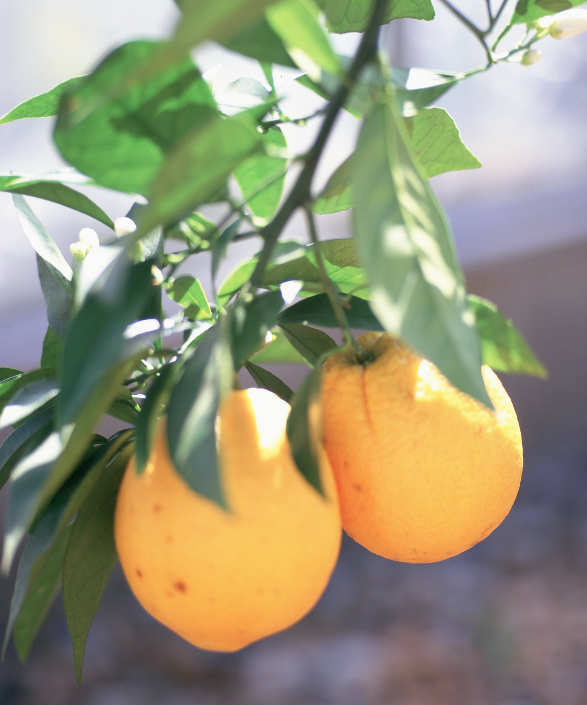 Two lemons ripening on the branch of a lemon tree